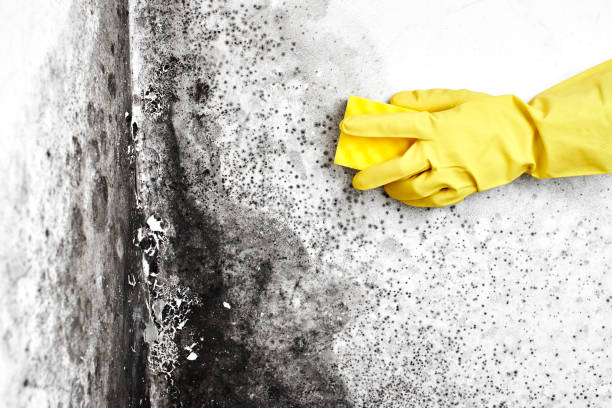 Mold Odor Removal Services in Mojave, CA