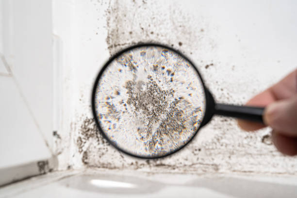 Mojave, CA Mold Remediation Company